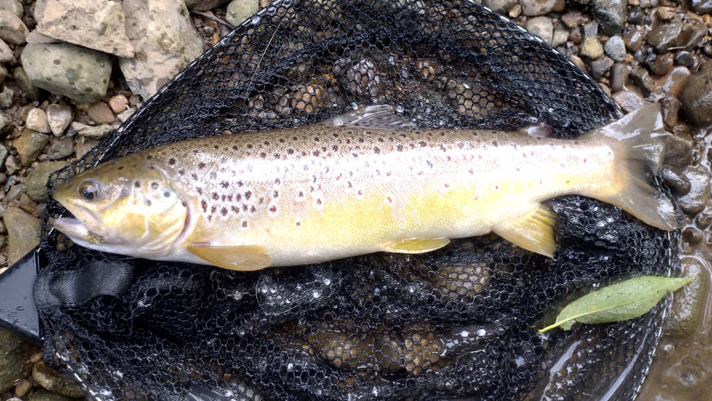 Photo of the big trout